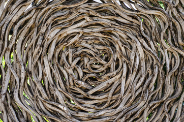 Liana jungle vine rolled into circles for art.