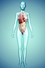 3d illustration of a female figure with internal organs