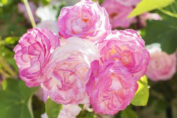 fresh pink roses in the garden