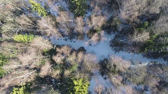 Aerial shot of winter wood with snowy path among the bare birches and green fir trees