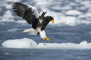 Riesenseeadler landet auf dem Eis