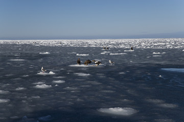 Riesenseeadler sitzen auf dem Eis