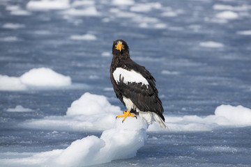 Riesenseeadler sitzt auf dem Eis
