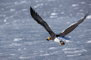 Riesenseeadler im Flug