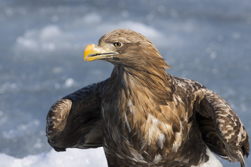 Riesenseeadler Portraet