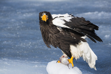 Riesenseeadler beim Fressen von Fisch