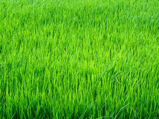 Leaves of rice fly follow the wind in the rice field