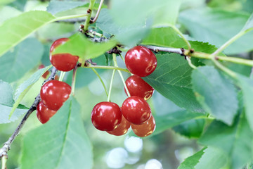 red cherry berry with green leaves on branch 