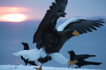 Riesenseeadler auf der Hafenmauer