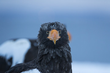 Riesenseeadler Portraet