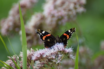Butterfly on flower macro photo