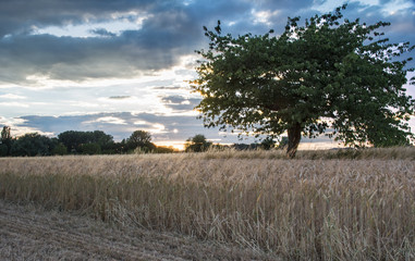 Fototapeta premium Am Kornfeld