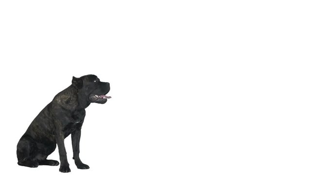 black cane corso sits on a white background