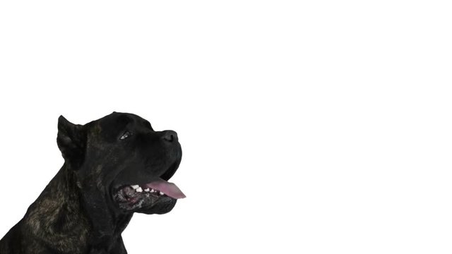 muzzle black cane corso on a white background