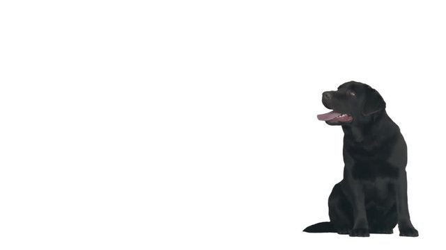 labrador sits on a white background