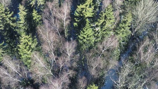 Aerial winter shot of conifers and bare birch trees in mixed forest