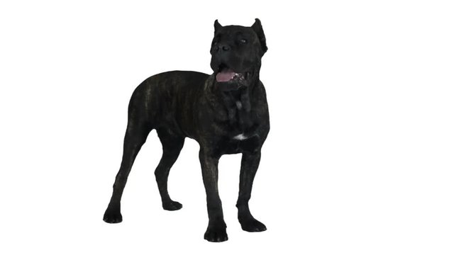 cane corso standing on white background