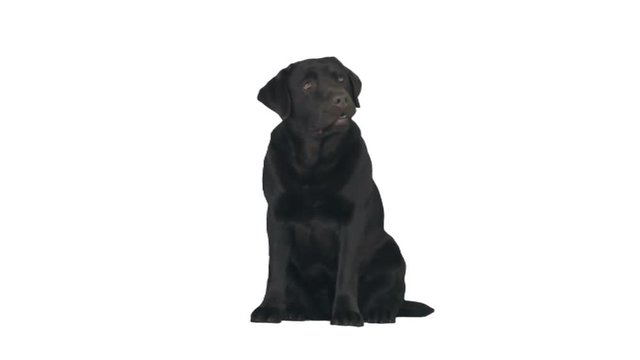 funny black labrador looking at white background