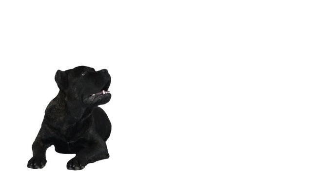 cane corso lies on a white background