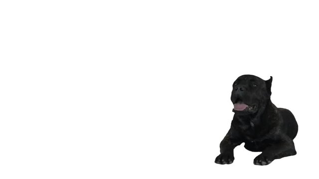 black cane corso on white background