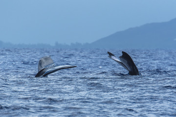Humpback whale swimming in the Pacific Ocean in front of the island of Tahiti, tails of mother and...