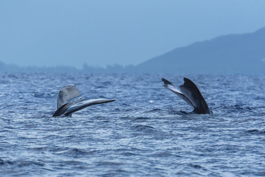 Humpback whale swimming in the Pacific Ocean in front of the island of Tahiti, tails of mother and calf
