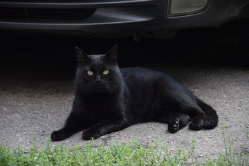 Домашние животные (Кошки)