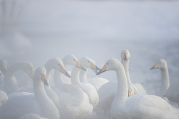Fototapeta premium Singschwaene an einer Thermalquelle
