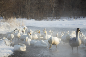 Singschwaene auf Futtersuche