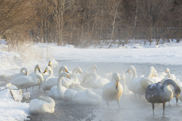 Singschwaene auf Futtersuche