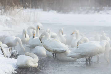 Singschwaene an einer Thermalquelle