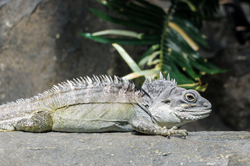close up of a iguana lizard on rock 