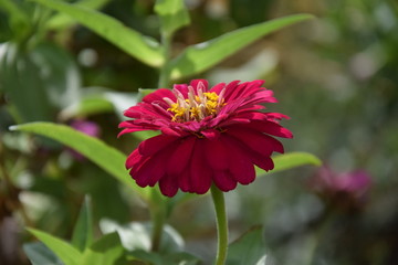 Природа (Цветы)