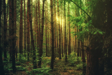 Fototapeta na wymiar Magic sun light in the forest, nature background