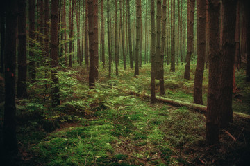 Obraz premium magical atmosphere forest, Natural background