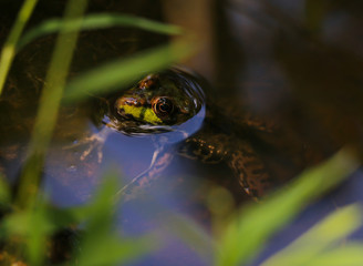 Green Frog