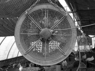 Hühnerstall für freilaufende Hühner mit altem Ventilator in Lage bei Detmold in Ostwestfalen-Lippe, fotografiert in neorealistischem Schwarzweiß © Martin Debus