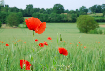 Obraz premium Fleur des champ