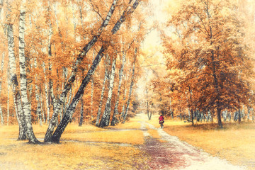 Birch grove with a bicyclist at the trails crossroad on sunny autumn day, autumn time landscape