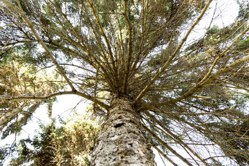 Pine tree with wide green branches. View from bottom up.