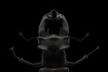 Head of stag beetle (Lucanus cervus) isolated on black