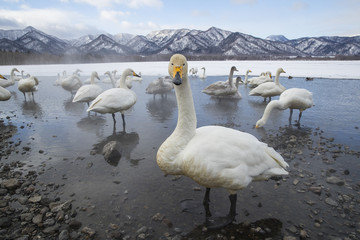 Singschwaene an einer Thermalquelle
