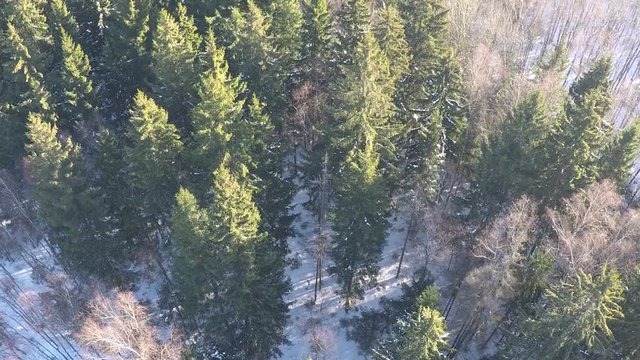 Aerial shot of coniferous and trees and bare birches in mixed forest on sunny winter day