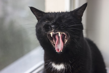 crazy black cat - Powered by Adobe