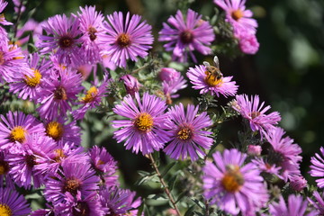 Природа (Цветы)