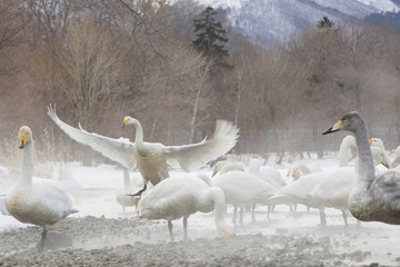 Singschwan schlaegt mit den Fluegeln