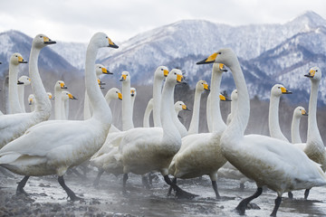 Singschwaene an einer Thermalquelle