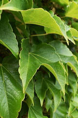 Green Ivy Leaves Close-up