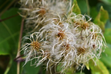 Creeper Plant Blossom Close-up