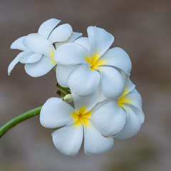 Tiare flowers, plant of Polynesia, Gardenia tahitensis

